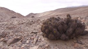 A la Copiapoa solaris también se le conoce como cactus del sol, porque cuando está sana, tiene un intenso verde y espinas amarillas.