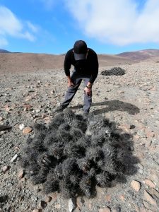 En ciertos puntos del área visitada, todos los ejemplares de Copiapoa solaris estaban muertos.