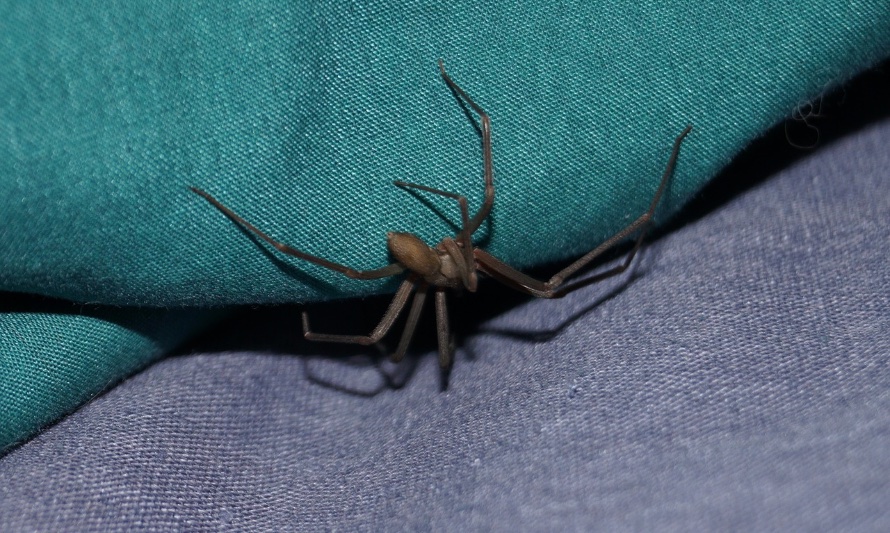 Araña de Rincón: Cómo actuar y prevenir sus peligrosas mordeduras”